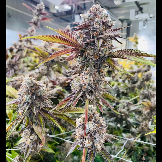 Marshmallow OG