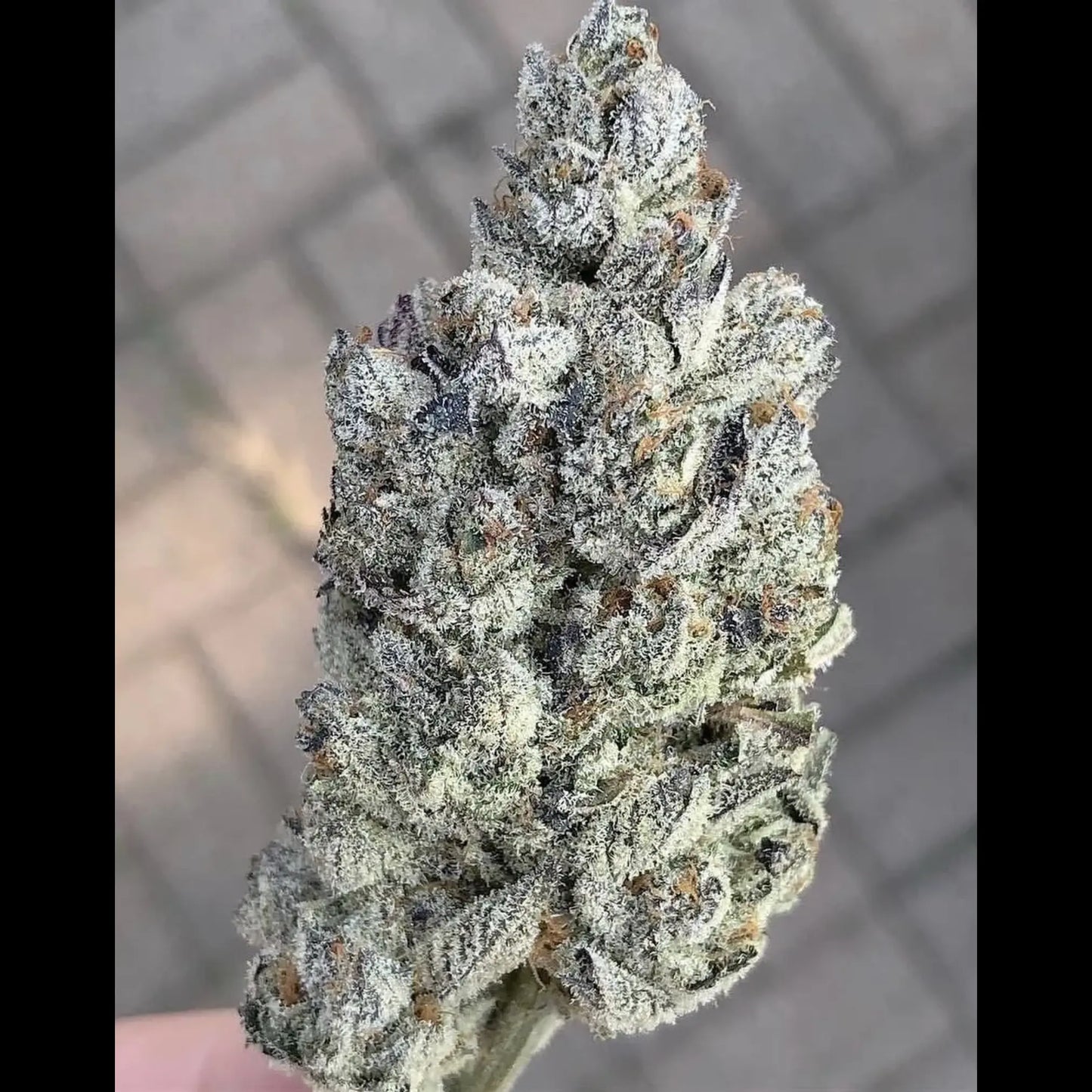 Marshmallow OG