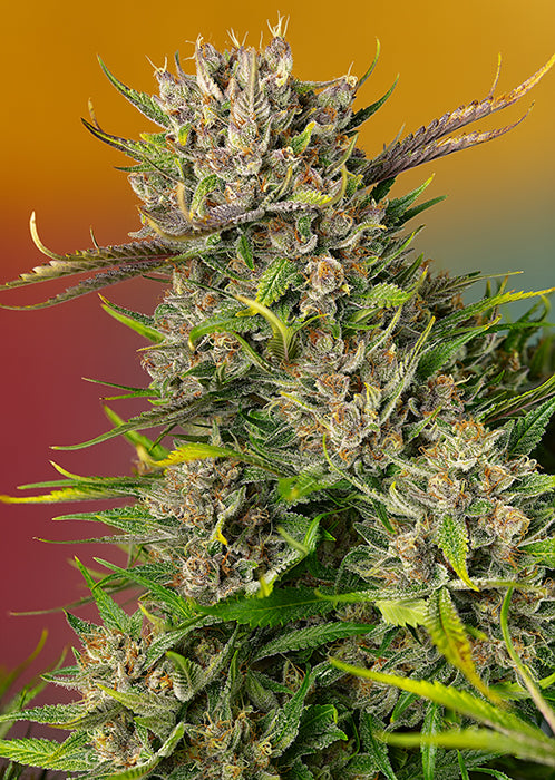 PAPAYA ZOAP AUTO®