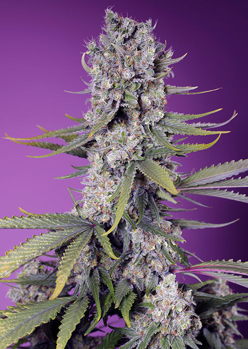 PAPAYA ZOAP F1 FAST VERSION®
