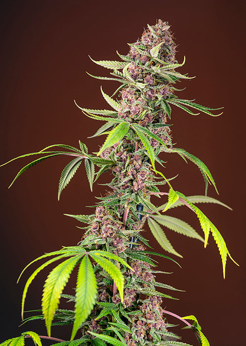 Red Mandarine F1 Fast Version®