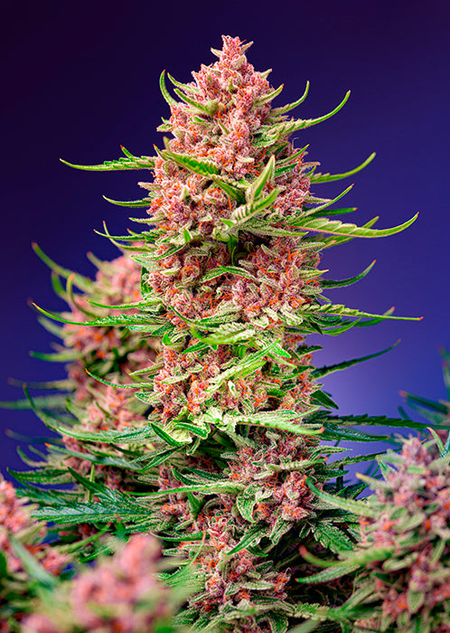 Strawberry Cola Sherbet F1 Fast Version®