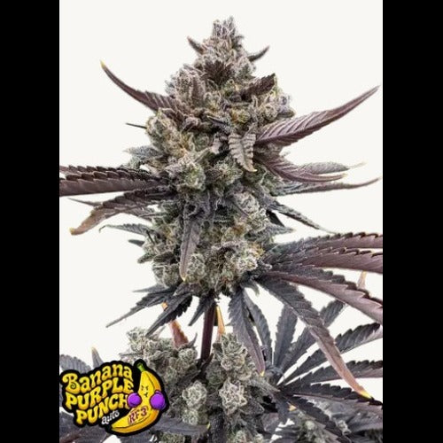 Banana Purple Punch Auto RF3