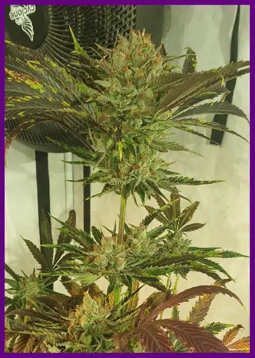 Sugar tree