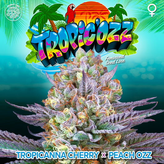 Tropic'Ozz