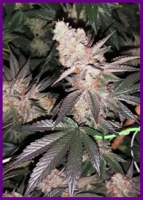 Tutti Candy