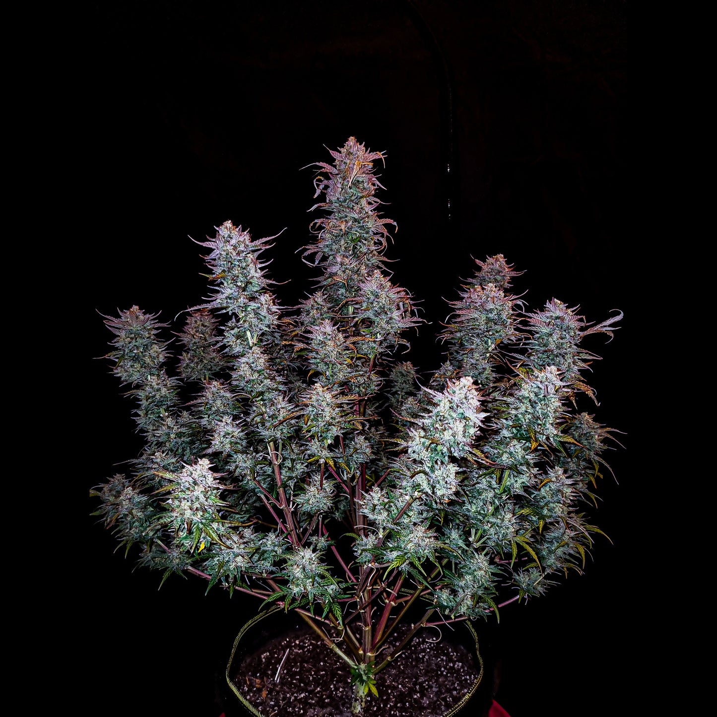 Kosher Cake Auto