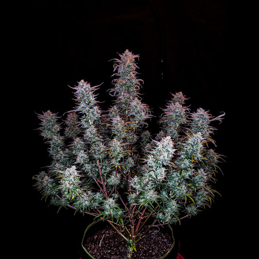 Kosher Cake Auto