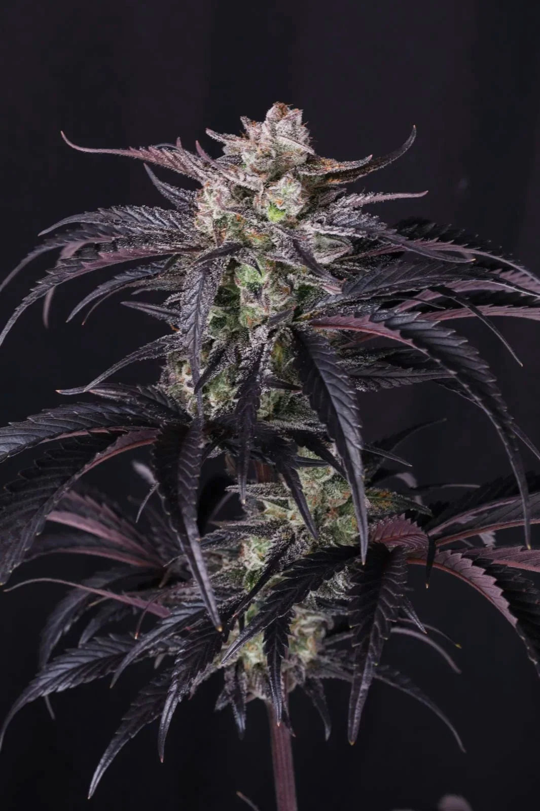 Strawberry Gorilla Auto RF3