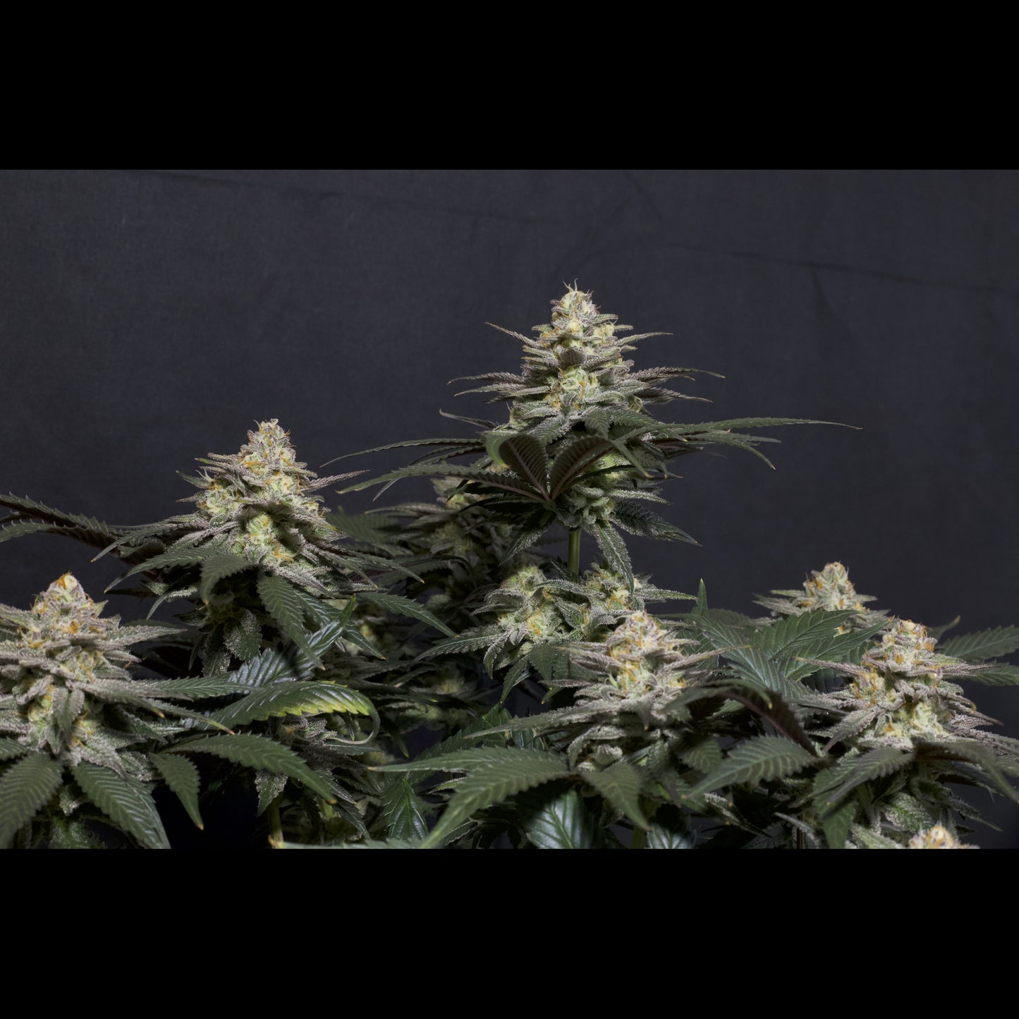 Purple Lemonade Fast Flowering