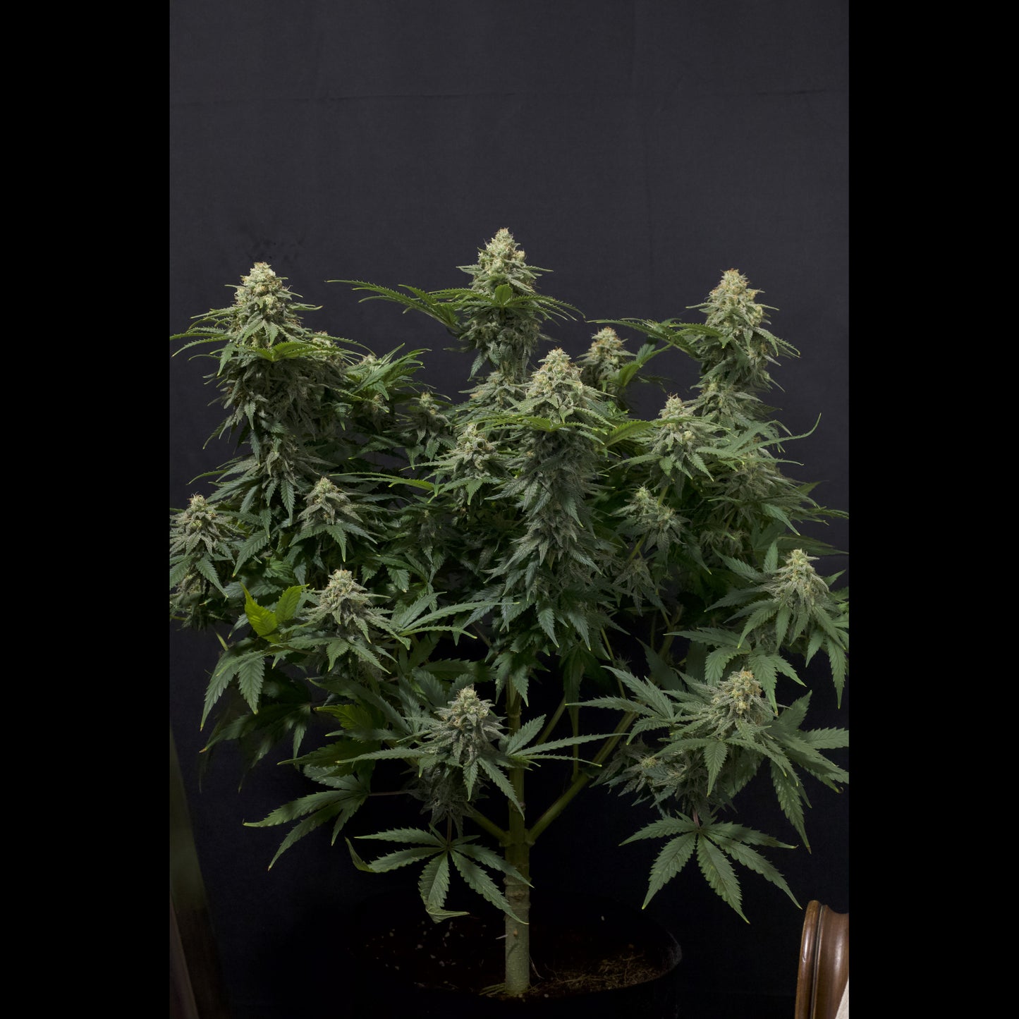 Wedding Cheesecake Fast Flowering