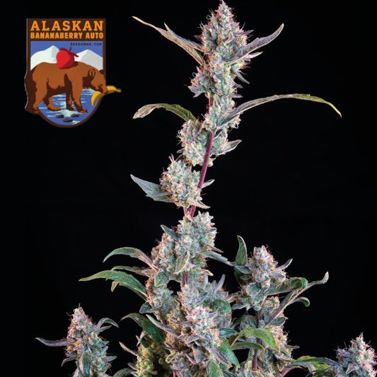 Alaskan Bananaberry Auto