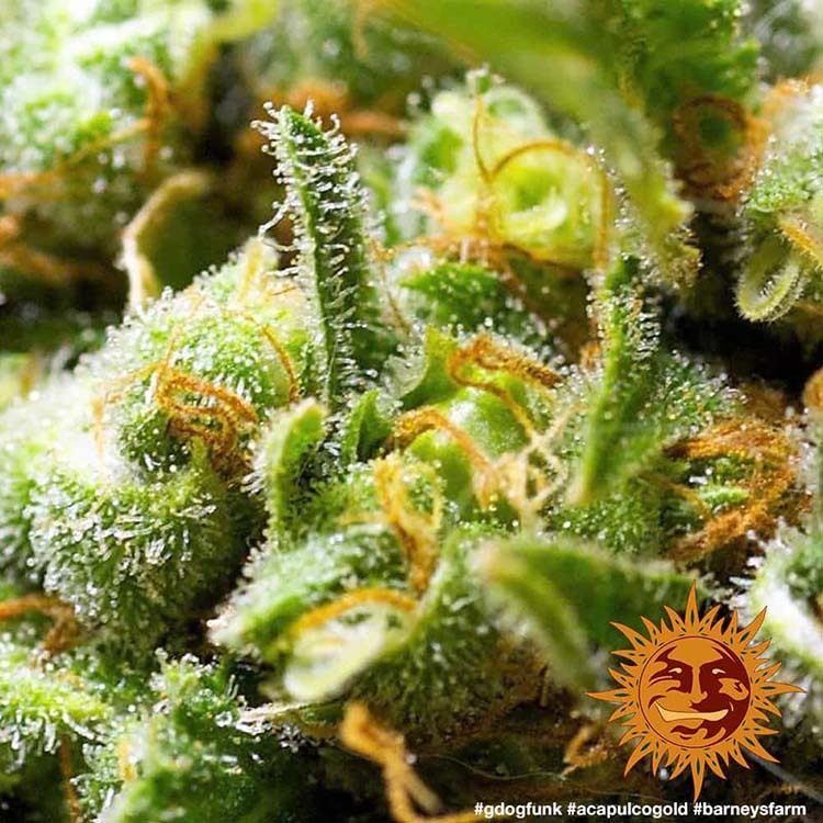 Acapulco Gold