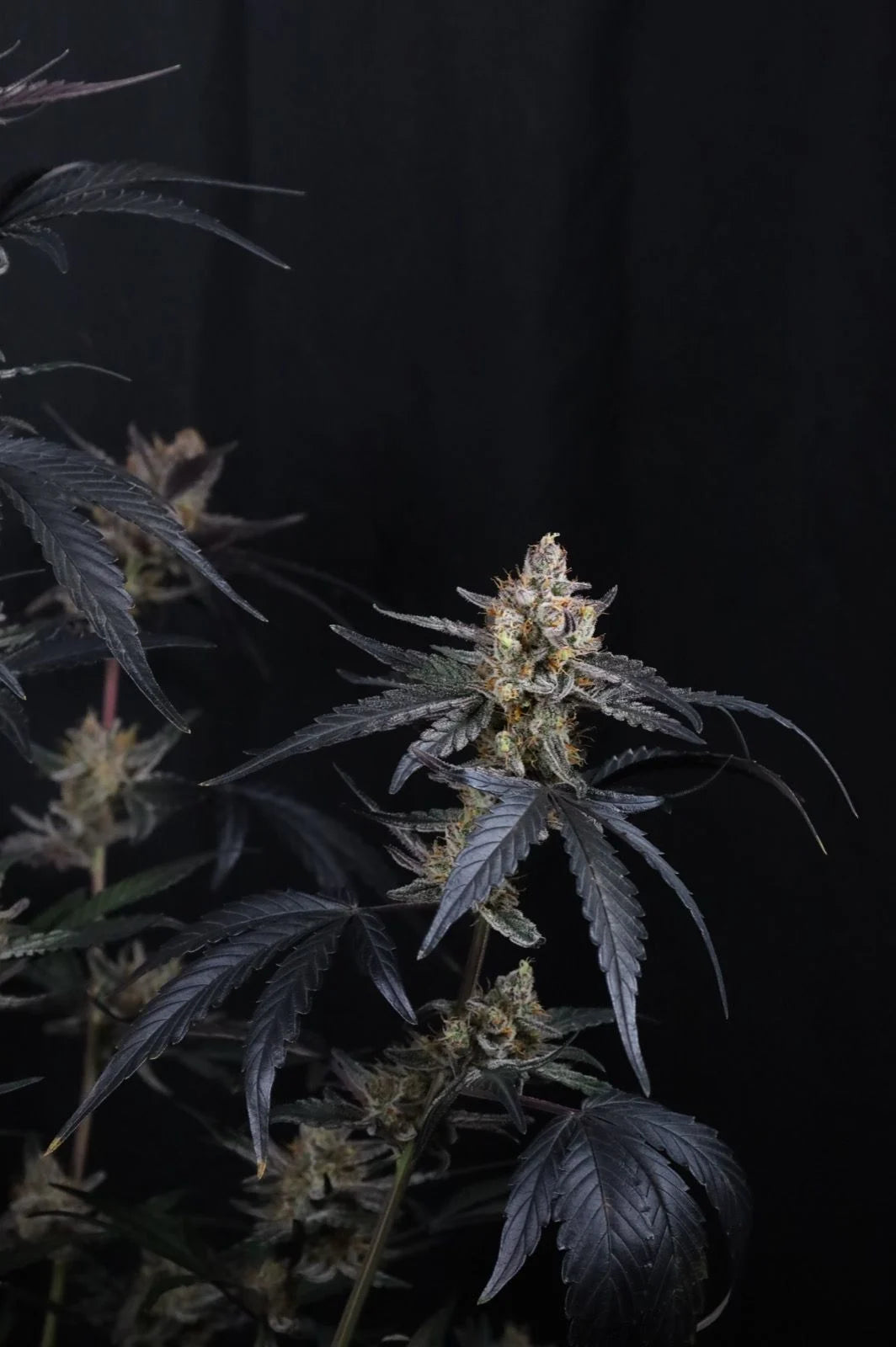 Guava Runtz Auto