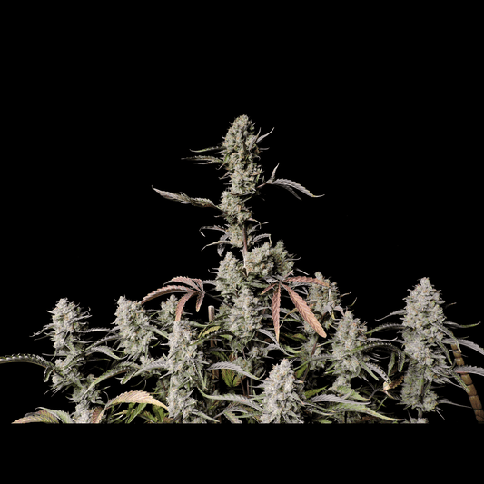 Gorilla Zkittlez Auto