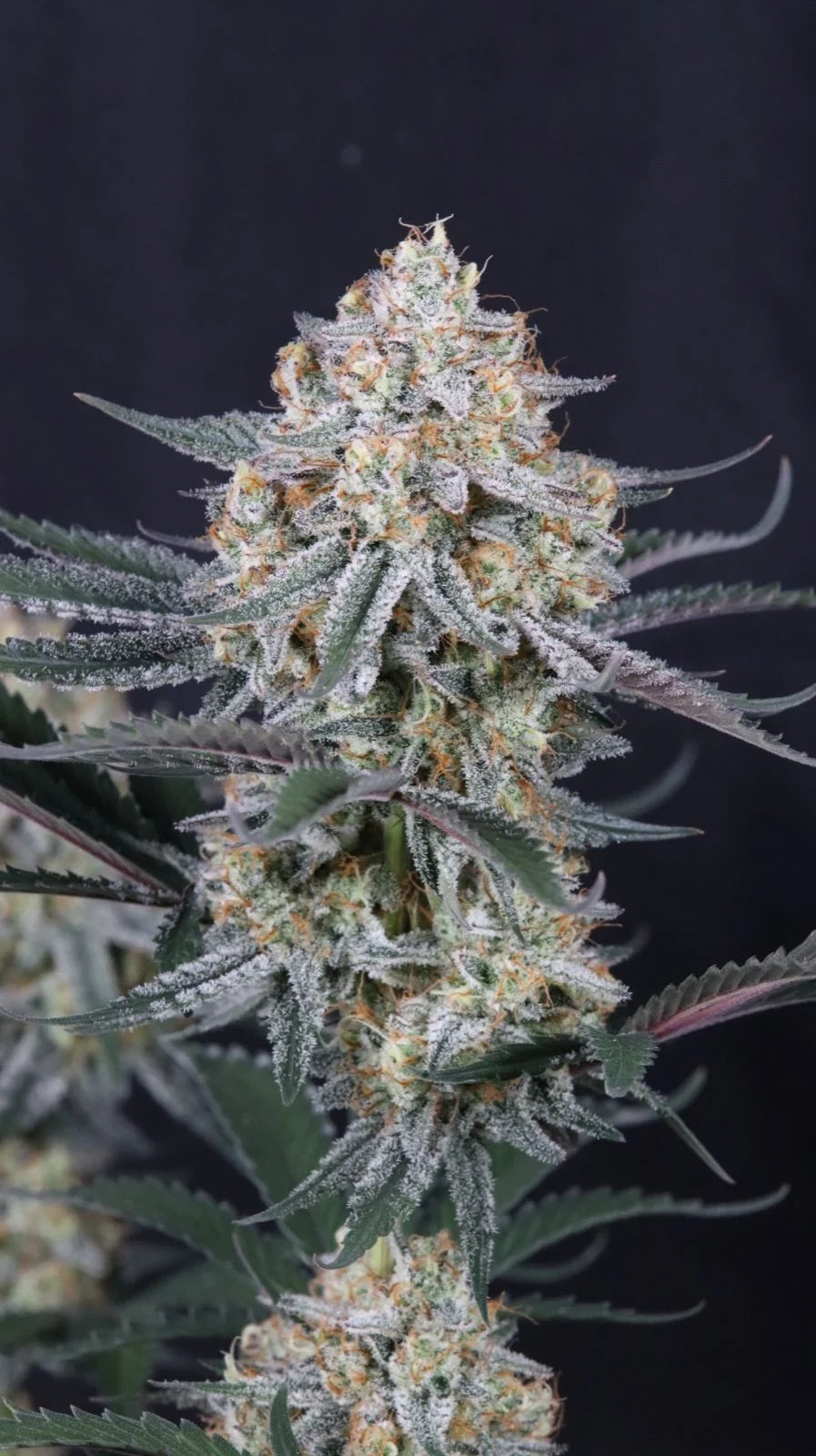 Guava Sundae Auto