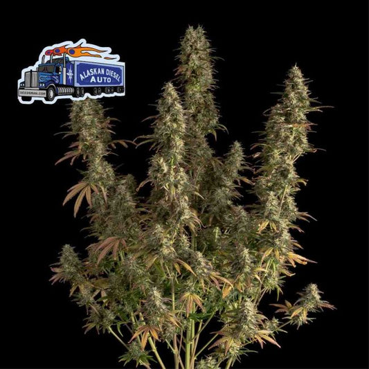 Alaskan Diesel Auto