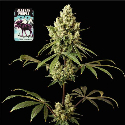 Alaskan Purple