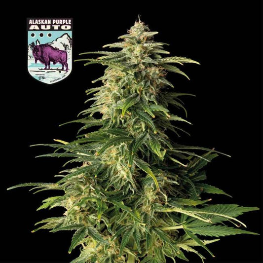 Alaskan Purple Auto
