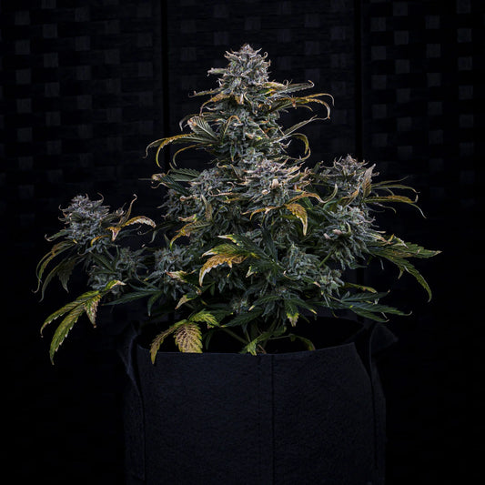 4 Assed Monkey Auto