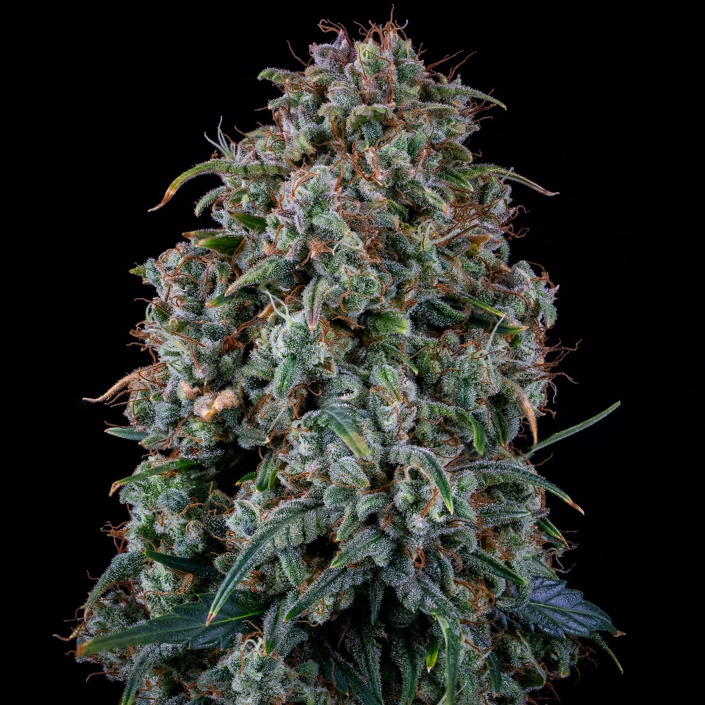 Alien Vs Triangle Auto