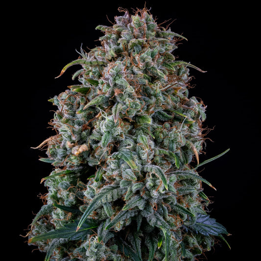 Alien Vs Triangle Auto