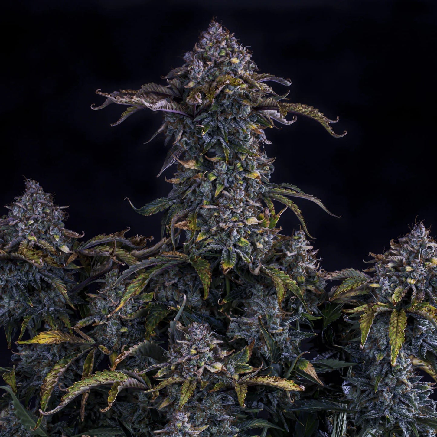 Bear Assed Monkey Auto