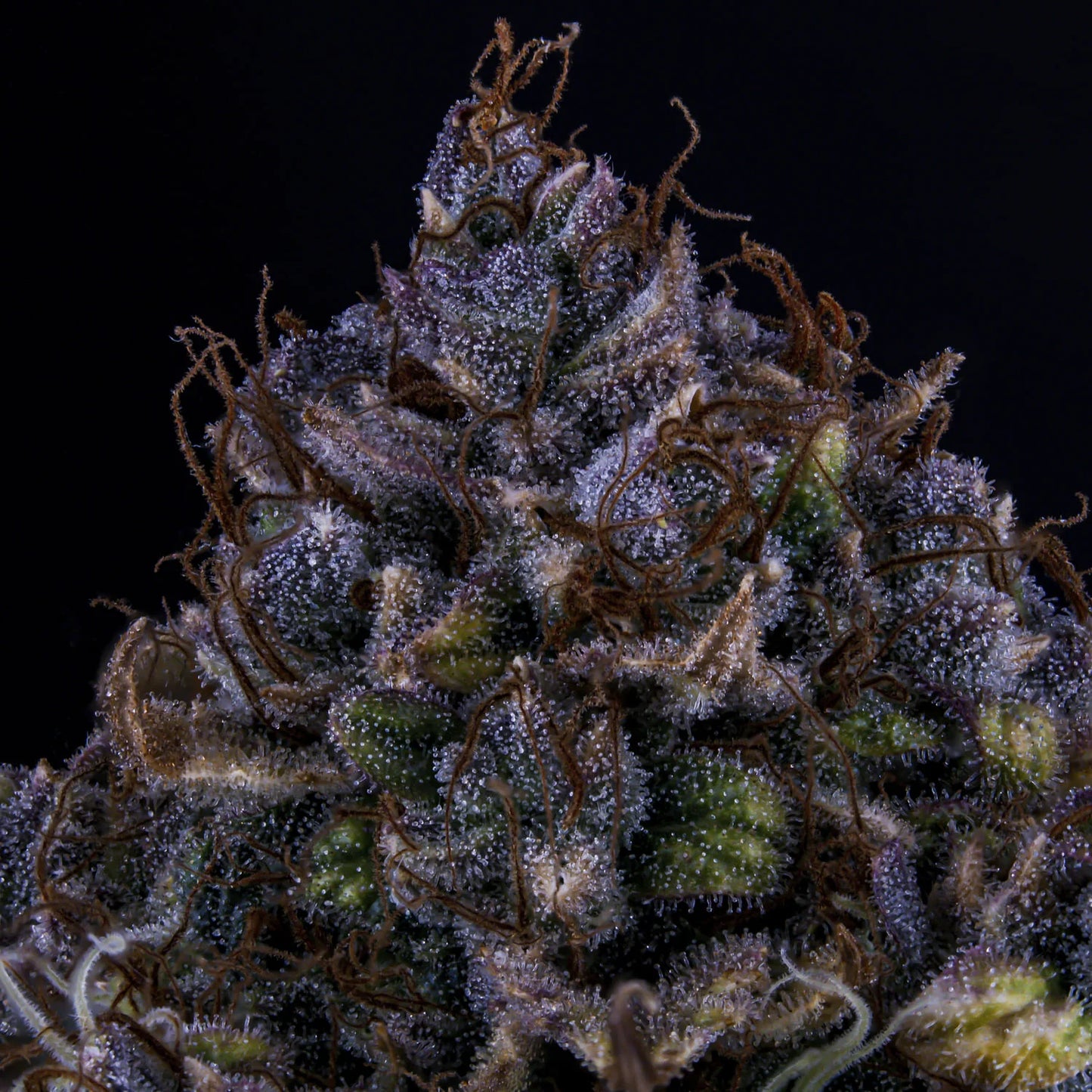 Bear Assed Monkey Auto