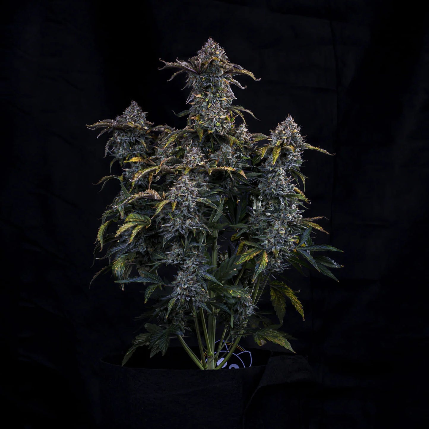 Bear Assed Monkey Auto