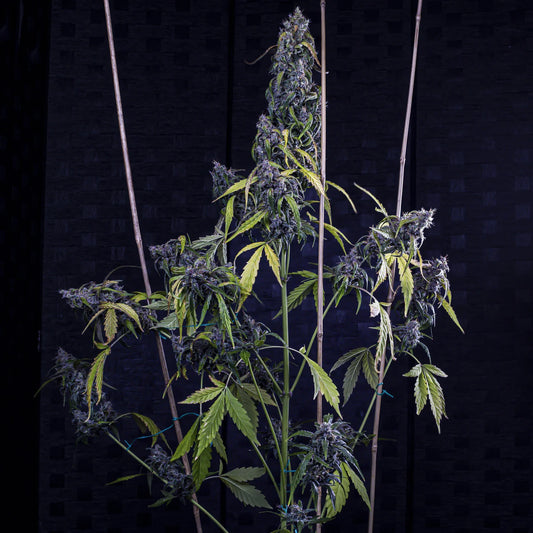 Fantasmo Express Auto