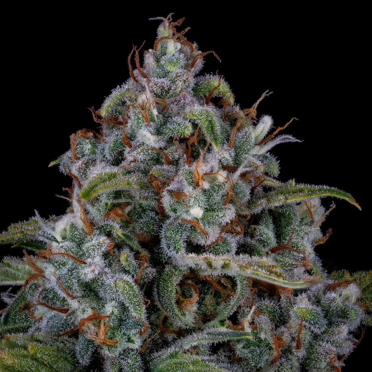 Forum Stomper Auto
