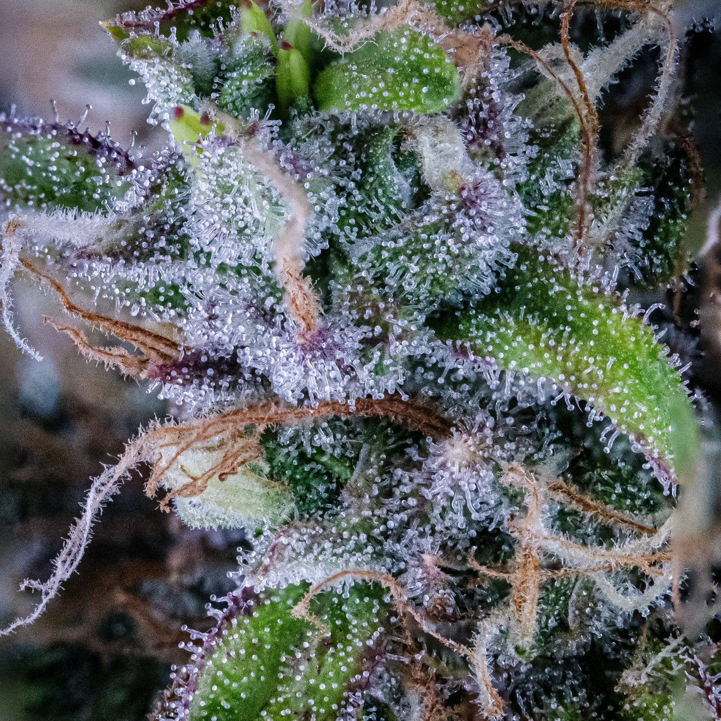 Hubbabubbasmelloscope Auto