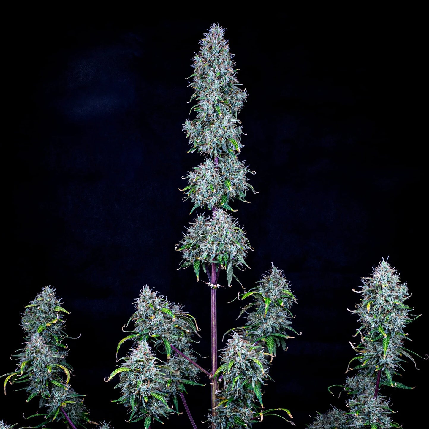 Hubbabubbasmelloscope Auto