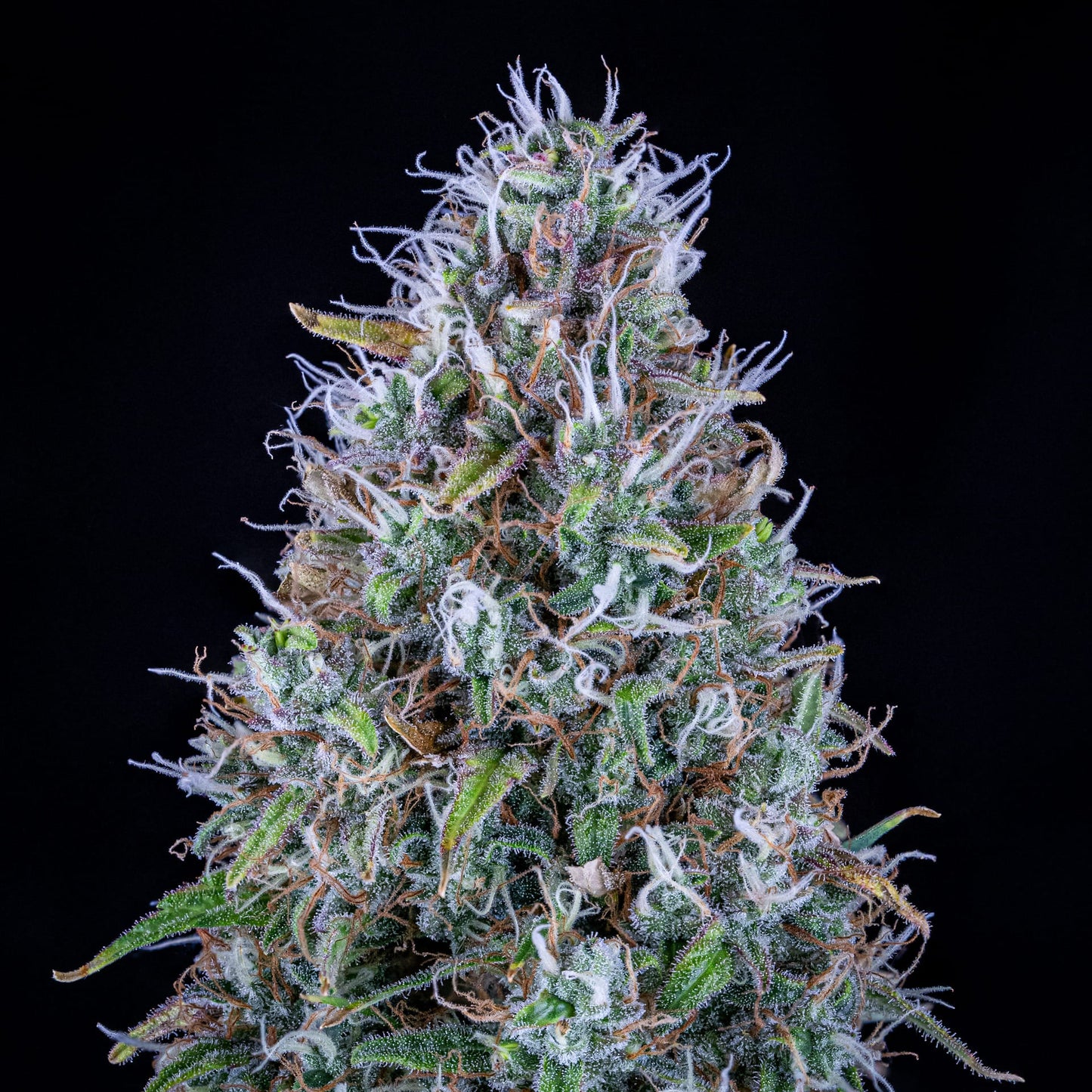 Hubbabubbasmelloscope Auto