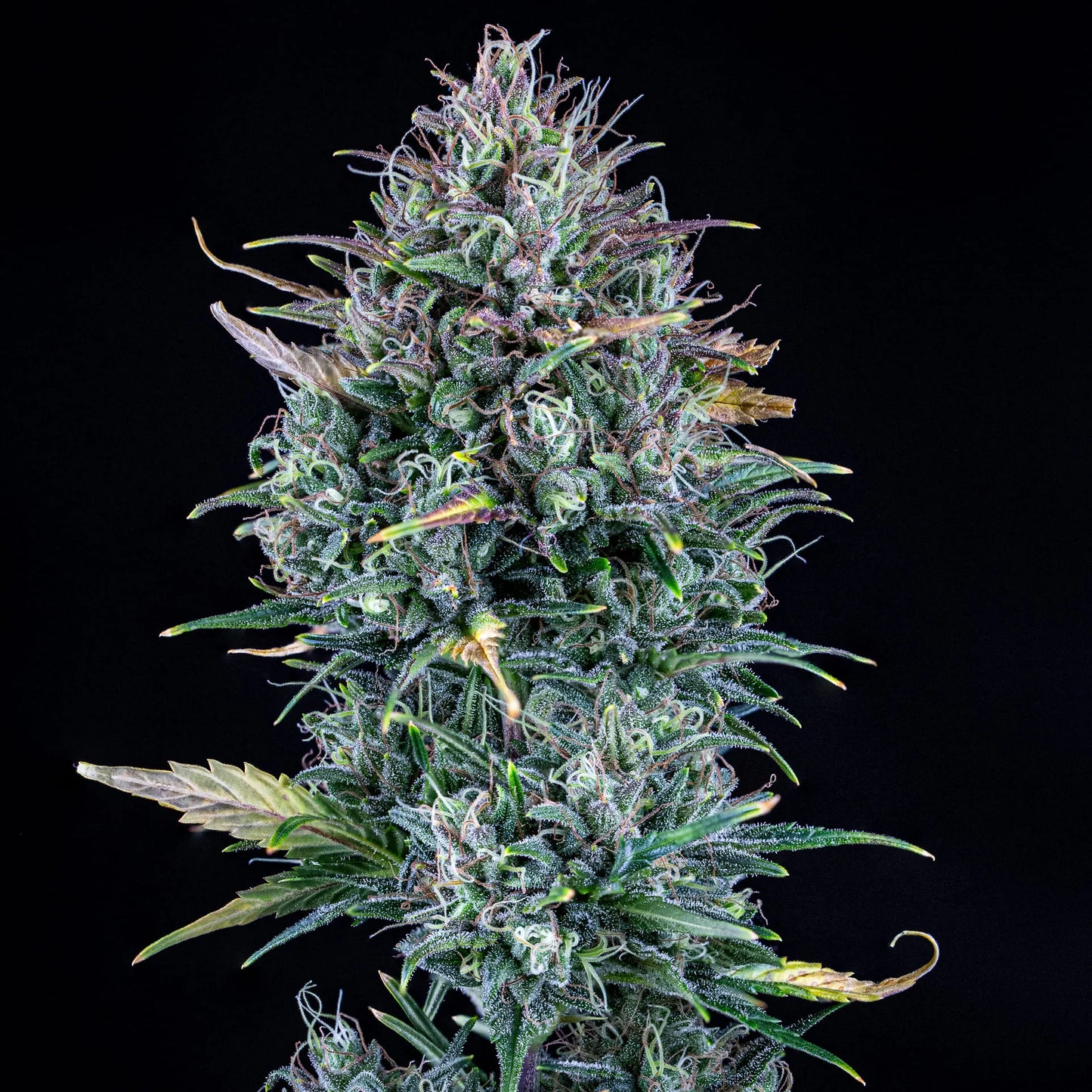 Livers Bx1 Auto