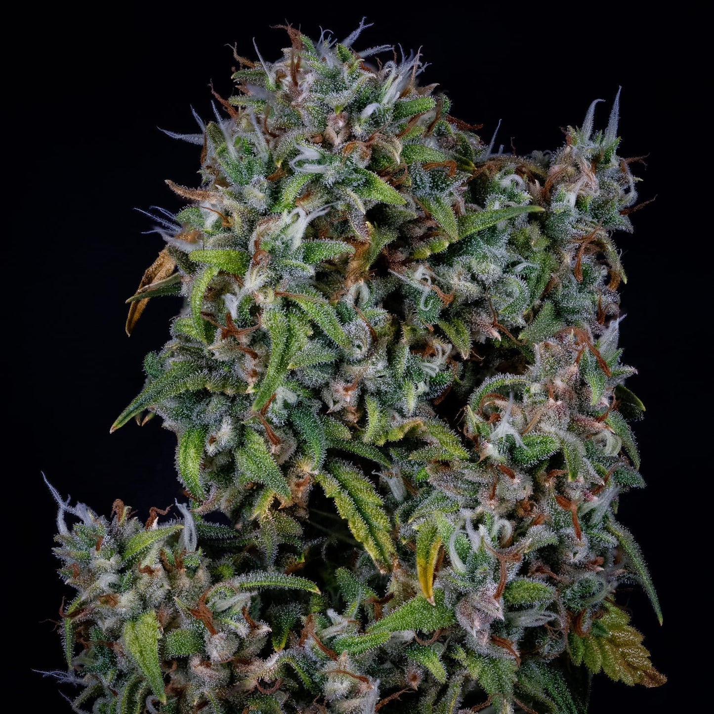 ManBearAlienPig Auto