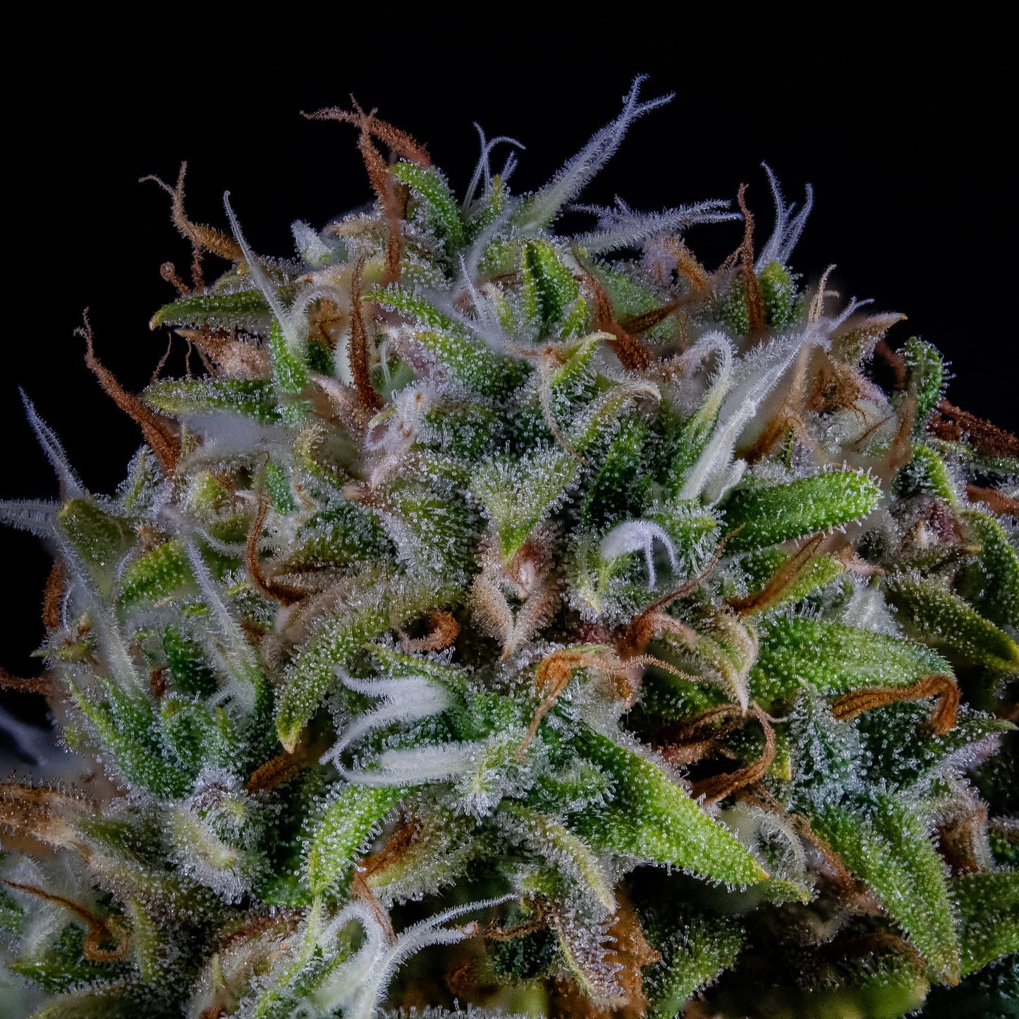 ManBearAlienPig Auto