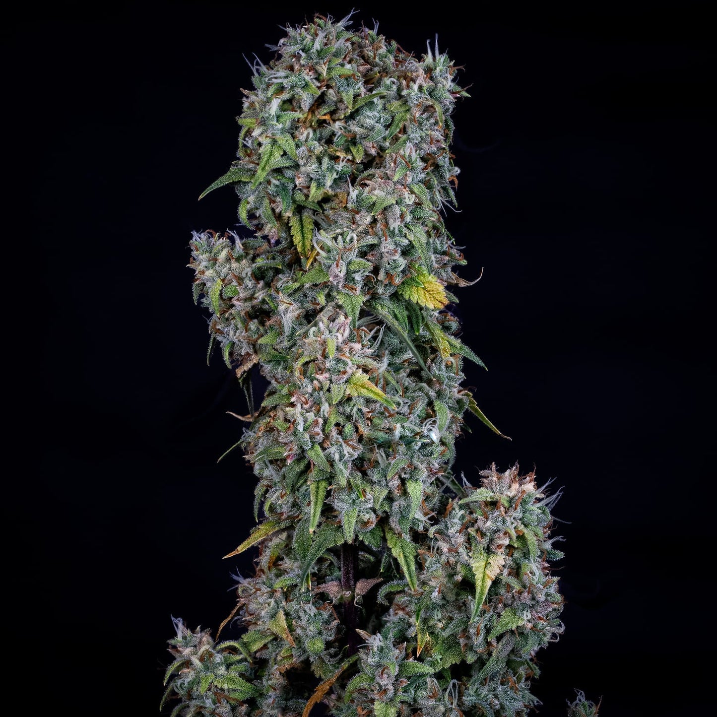 ManBearAlienPig Auto