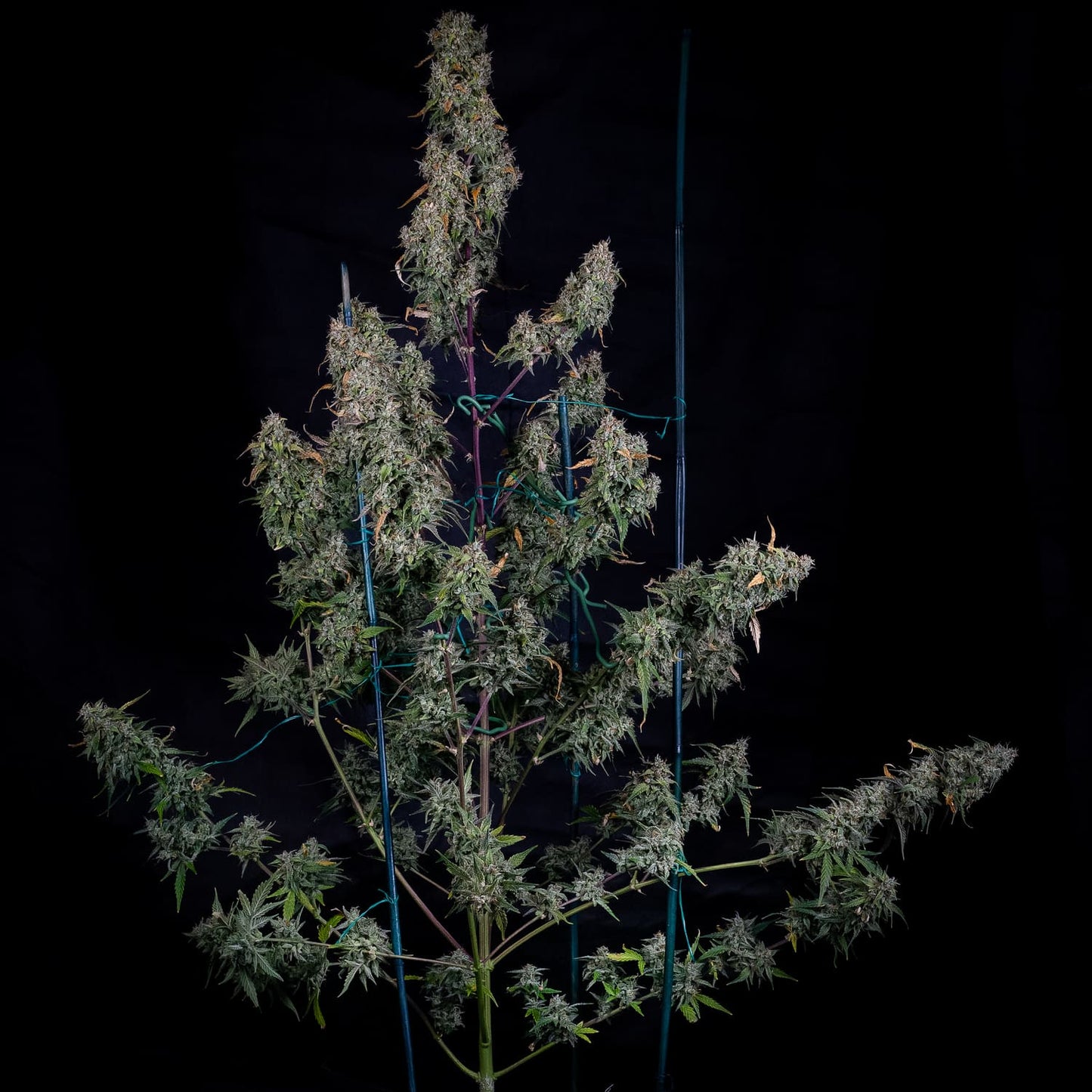 ManBearAlienPig Auto