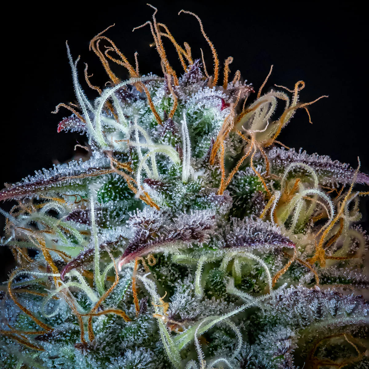 Mephisto's Wedding Auto