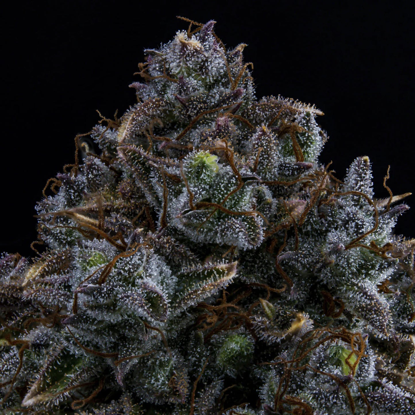 Northern Cheese Haze Auto