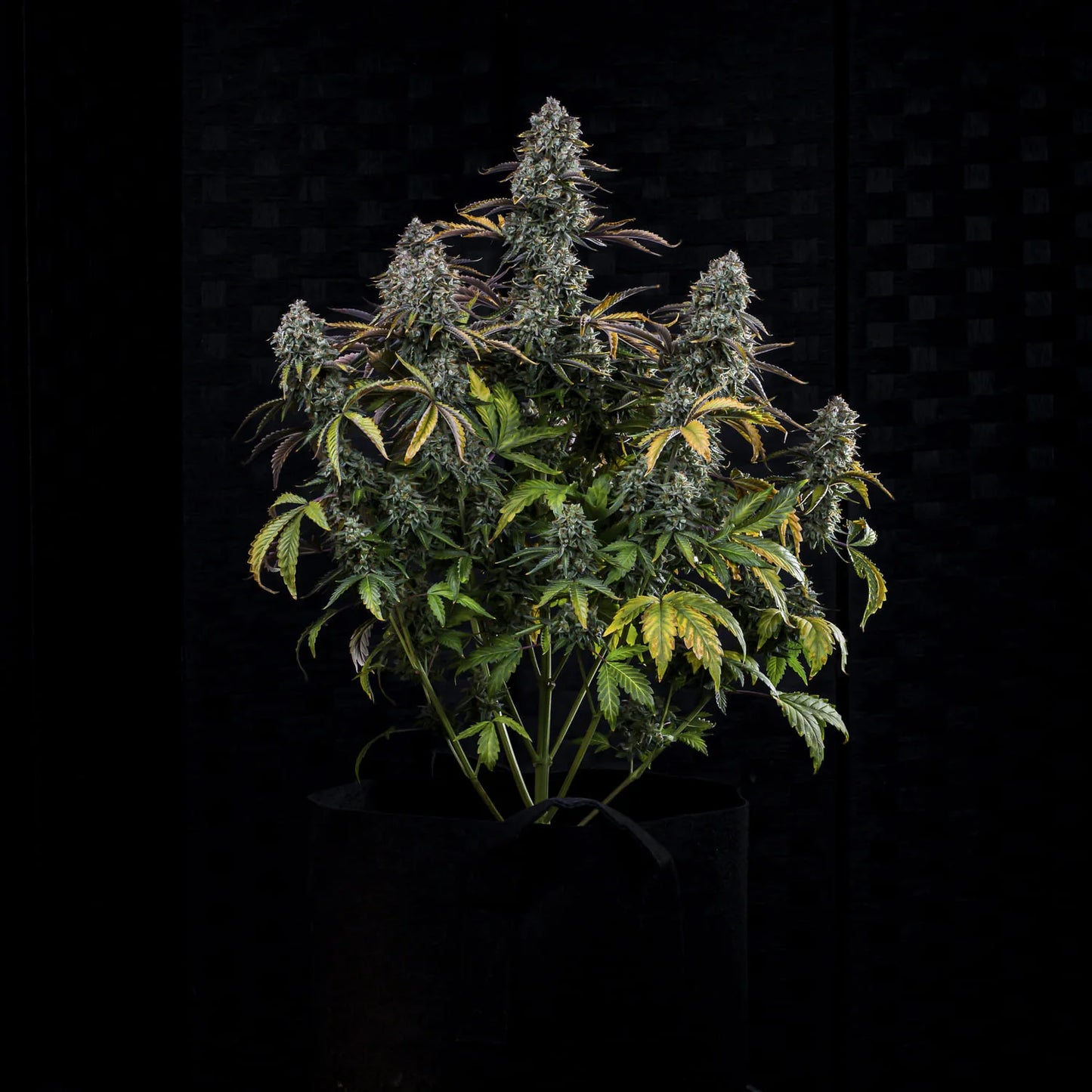 Northern Cheese Haze Auto