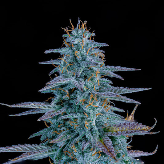 Strawberry Nuggets Auto