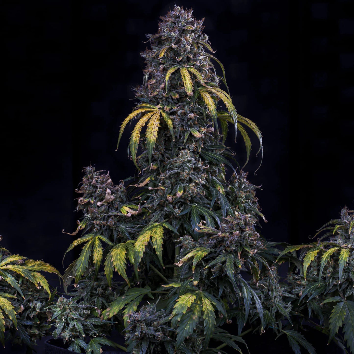 Super Orange Haze Auto