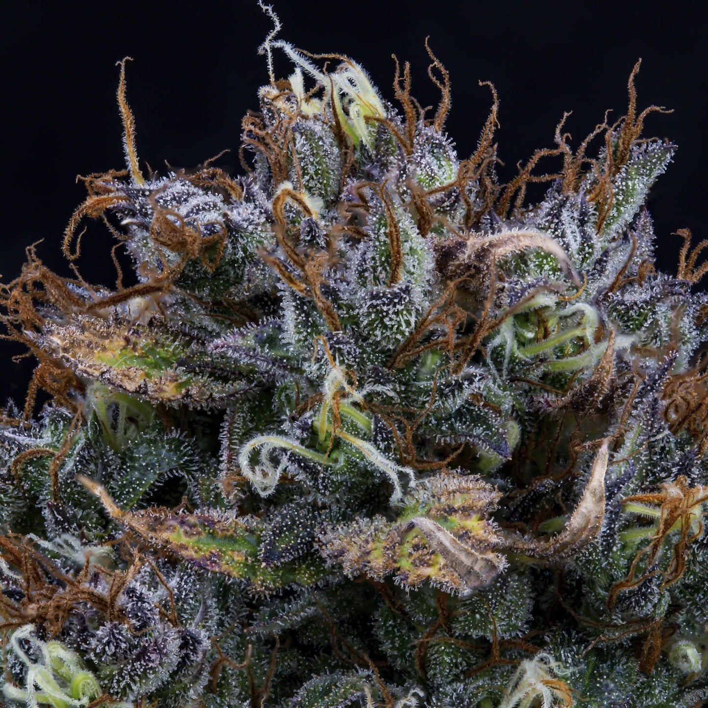 Super Orange Haze Auto