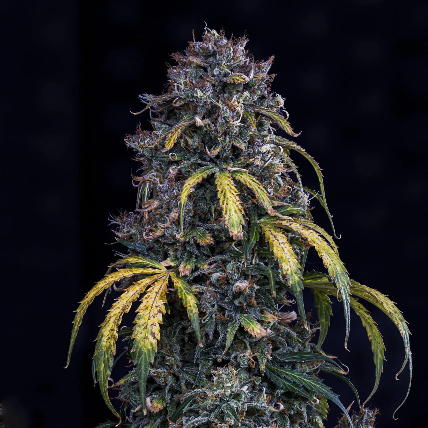 Super Orange Haze Auto