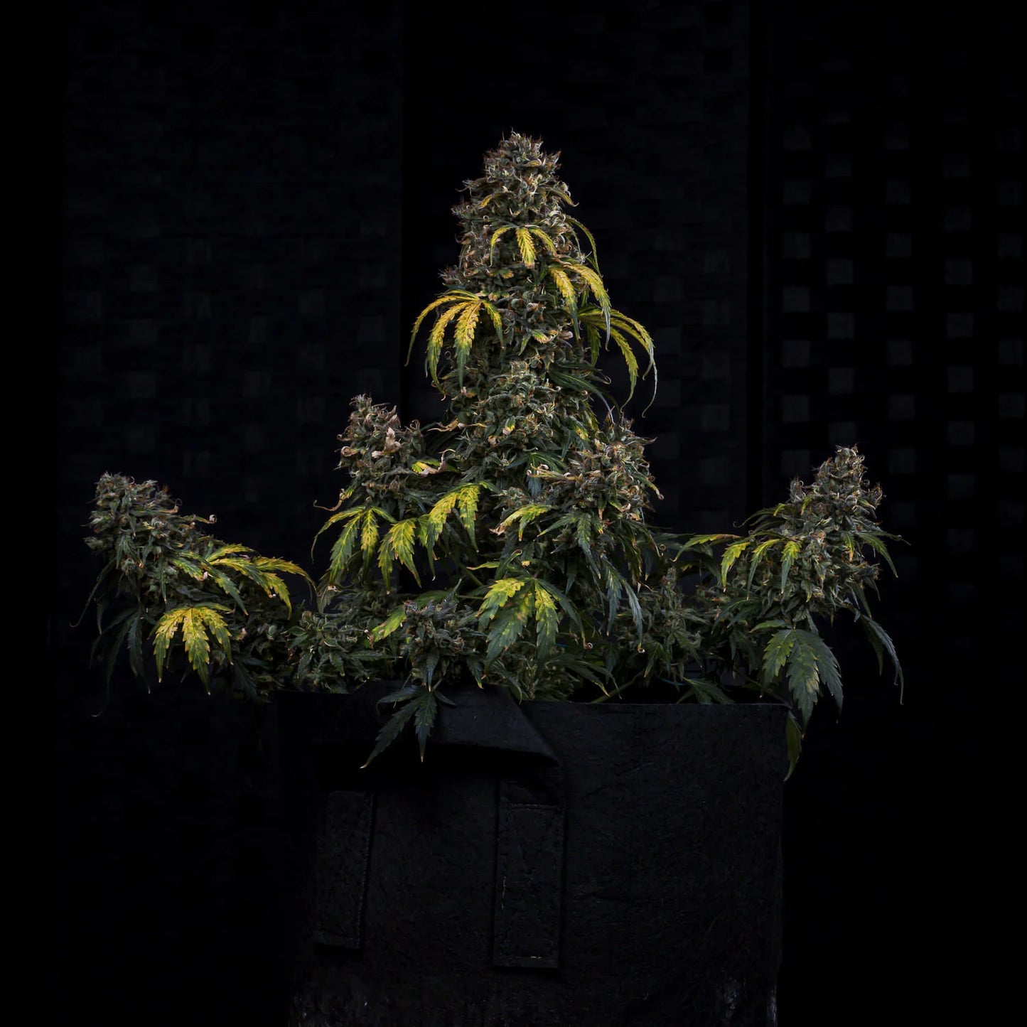 Super Orange Haze Auto