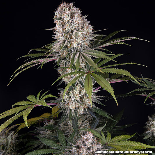 Amnesia Haze
