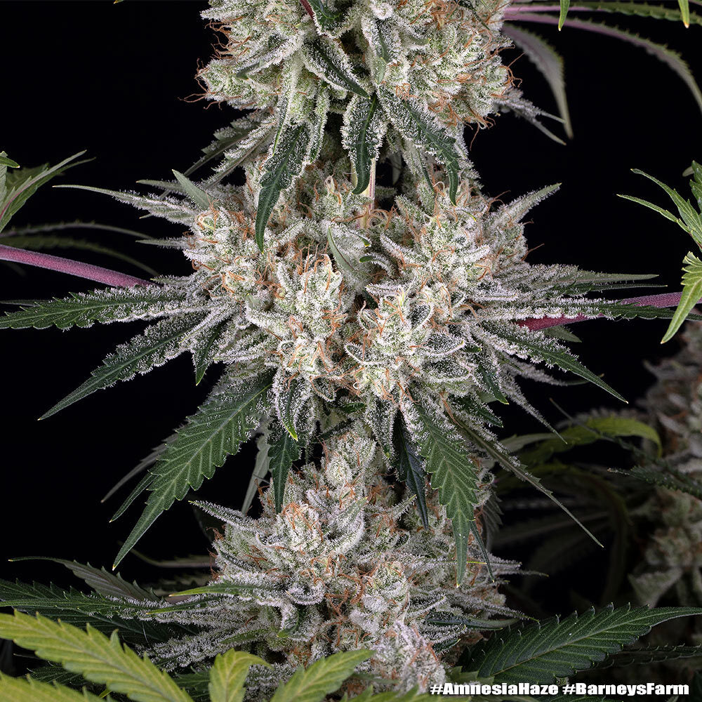 Amnesia Haze