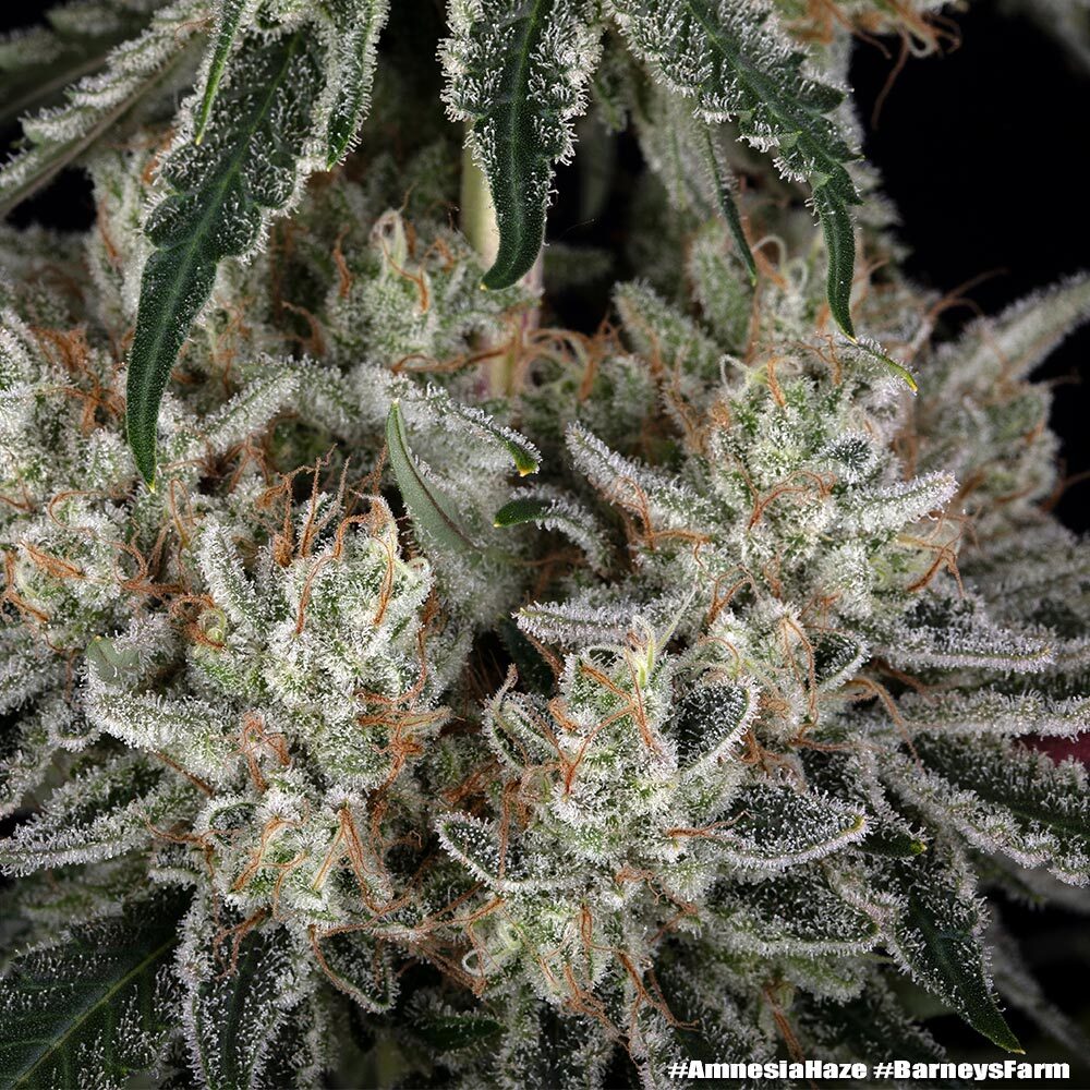 Amnesia Haze